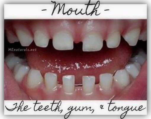 Mouth | The teeth, gum, & tongue