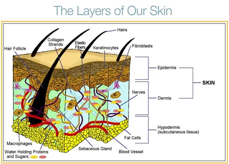 The 3 important layers of the Skin.