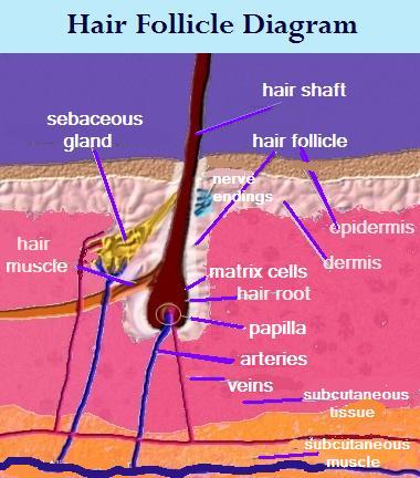 Hair,Follicle,Structure,Scalp