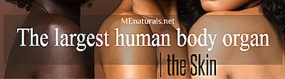 Largest human body organ | Skin